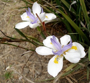 Dietes iridioides 7 flower