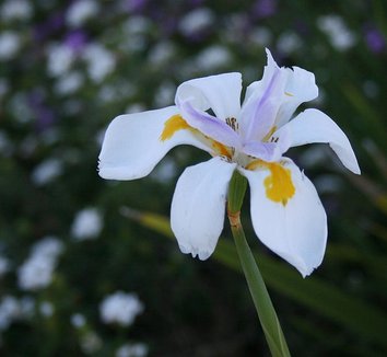 Dietes iridioides 2 flower