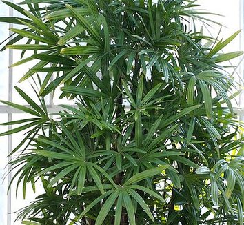 Rhapis excelsa 2