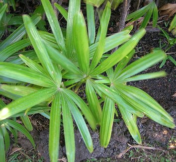 Rhapis excelsa 12