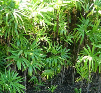 Rhapis excelsa 11