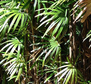Rhapis excelsa 10