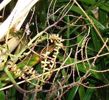 Rhapis excelsa 9