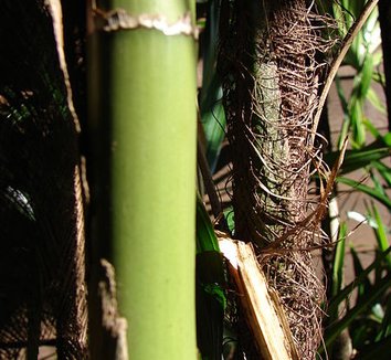 Rhapis excelsa 8 stem