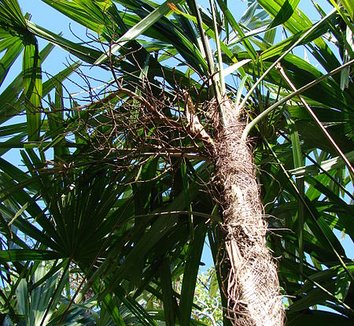 Rhapis excelsa 7 trunk