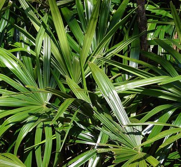 Rhapis excelsa 6