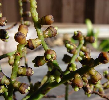 Rhapis excelsa 4
