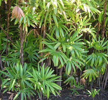 Rhapis excelsa 3