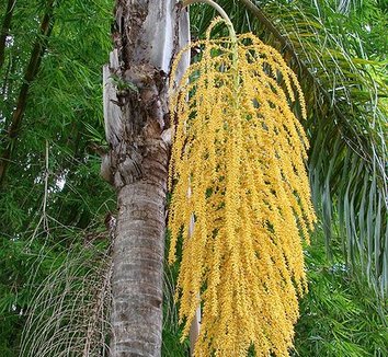 Syagrus romanzoffiana 1 flower