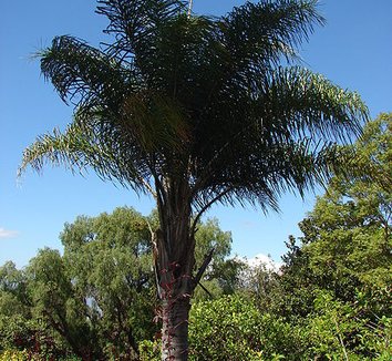 Syagrus romanzoffiana 4 form