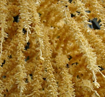 Syagrus romanzoffiana 7 flower