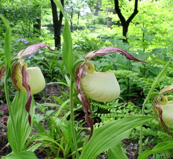 Cypripedium kentuckiense 3 flower