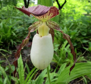 Cypripedium kentuckiense 4 flower