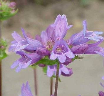 Penstemon serrulatus 1 flower