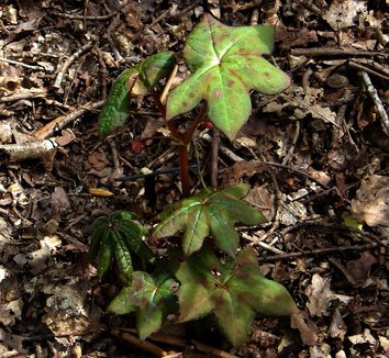 Podophyllum aurantiocaule 3 form