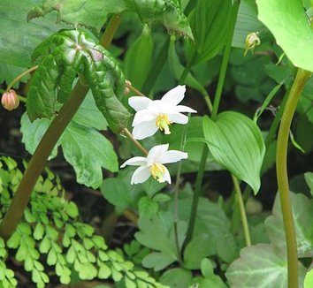 Podophyllum aurantiocaule 1 flower