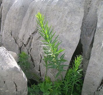 Polygonatum verticillatum 1 form