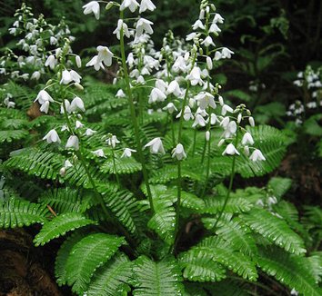Pteridophyllum racemosum 1 flower, form