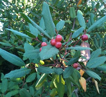 Frangula californica 4