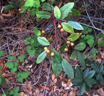 Frangula californica 2