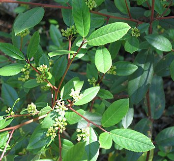 Frangula californica 1 flower