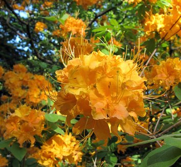 Rhododendron calendulaceum 2