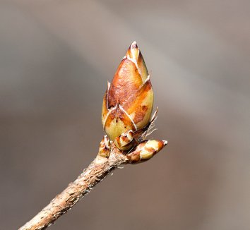Rhododendron calendulaceum 5