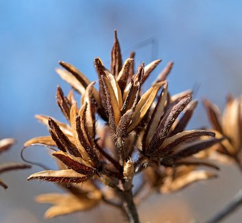 Rhododendron calendulaceum 6