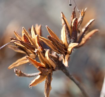 Rhododendron calendulaceum 7