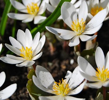 Sanguinaria canadensis 1 flower
