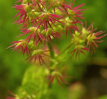 Thalictrum occidentale 1 flower