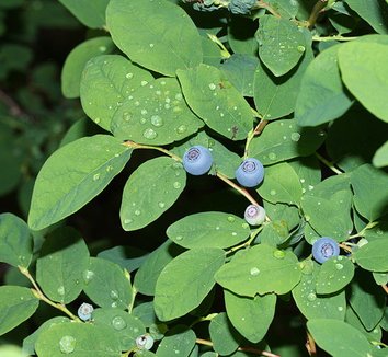Vaccinium ovalifolium 1