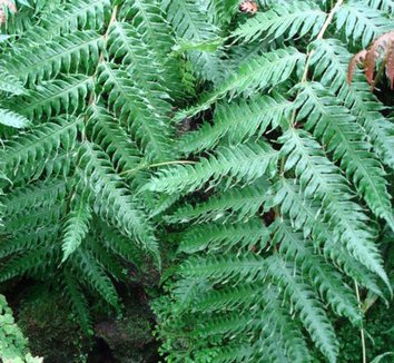 Woodwardia unigemmata 6