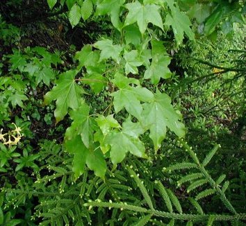 Acer cappadocicum 3