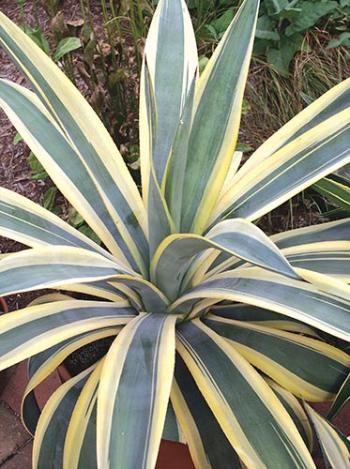 Agave weberi 'Arizona Star' | Variegated Weber Agave| plant lust