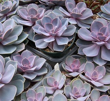 echeveria perle von nuremberg echeveria perle von nurnberg echeveria pearl of n 252 rnberg echeveria perle von nuremberg echeveria perle von nurnberg echeveria pearl of n 252 rnberg