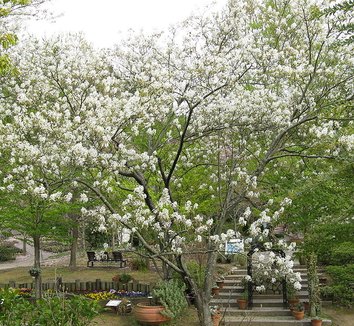 Amelanchier asiatica 1 flower, form
