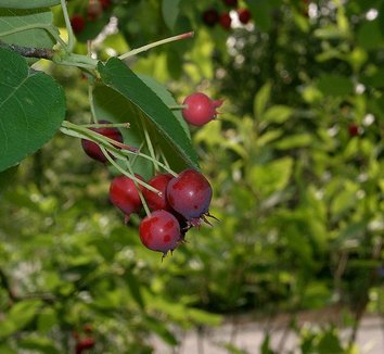 Amelanchier asiatica 4
