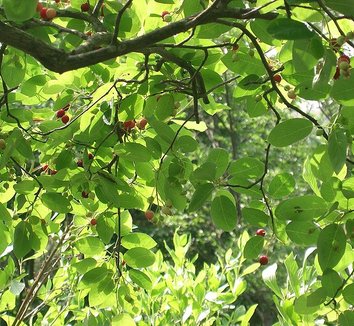Amelanchier asiatica 3