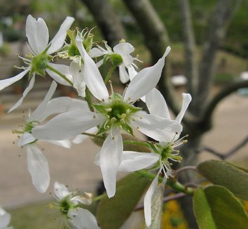 Amelanchier asiatica 2 flower