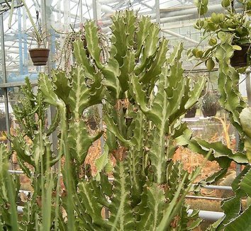 Euphorbia lactea 4 form