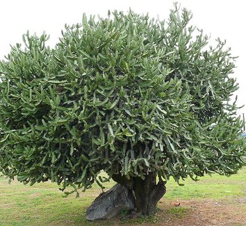 Euphorbia lactea 1 form