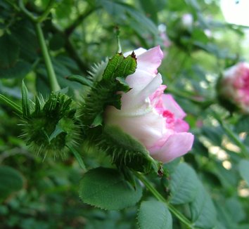 Rosa roxburghii 3 flower