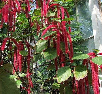 Acalypha hispida 1 flower