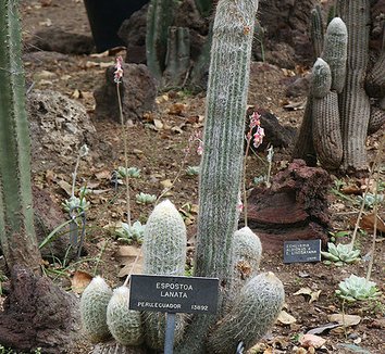 Espostoa lanata 4 form