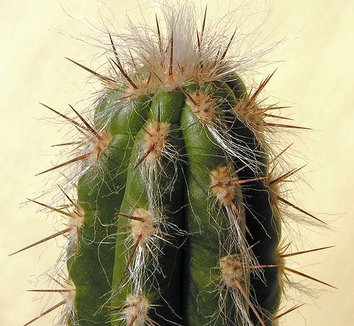 Espostoa lanata 6