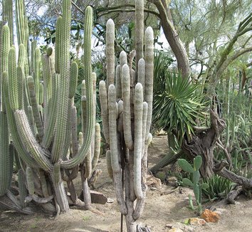 Espostoa lanata 8 form