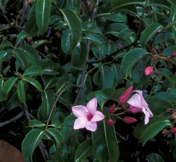 Cryptostegia grandiflora 3 flower