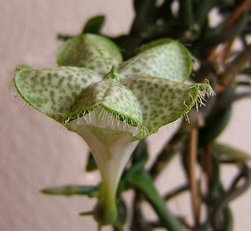 Ceropegia sandersonii 6 flower