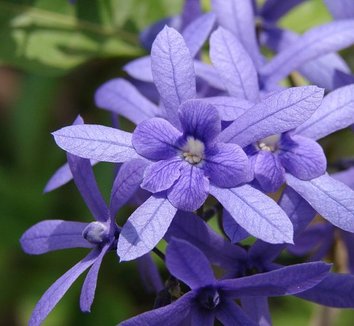 Petrea volubilis 4 flower